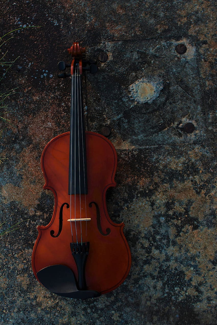 : leisure activities, fiddle, musical instrument, Viola HD phone wallpaper