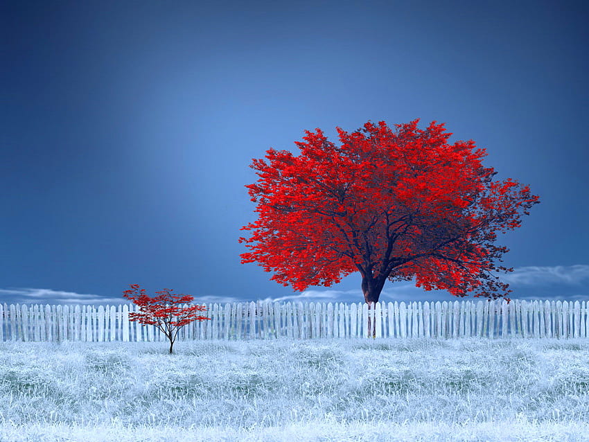 Yalnız kırmızı ağaçlar, kış, mavi, kırmızı, çit, ağaçlar, gökyüzü, vahşi doğa, yalnız HD duvar kağıdı