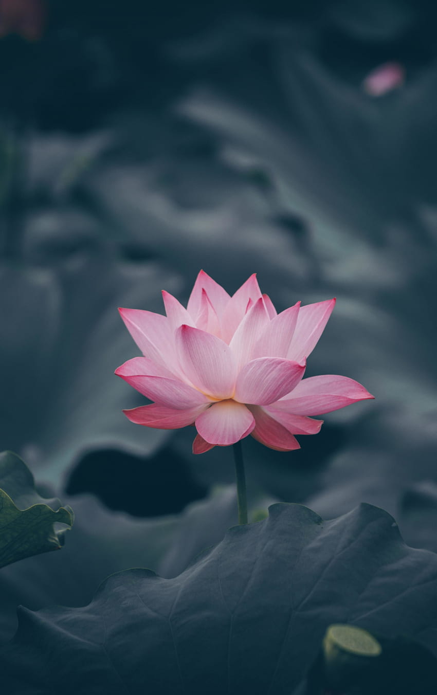 pink lotus, flower, bloom, iphone 5, iphone 5s, iphone 5c, ipod touch, , background, 25554, 3D Lotus HD phone wallpaper