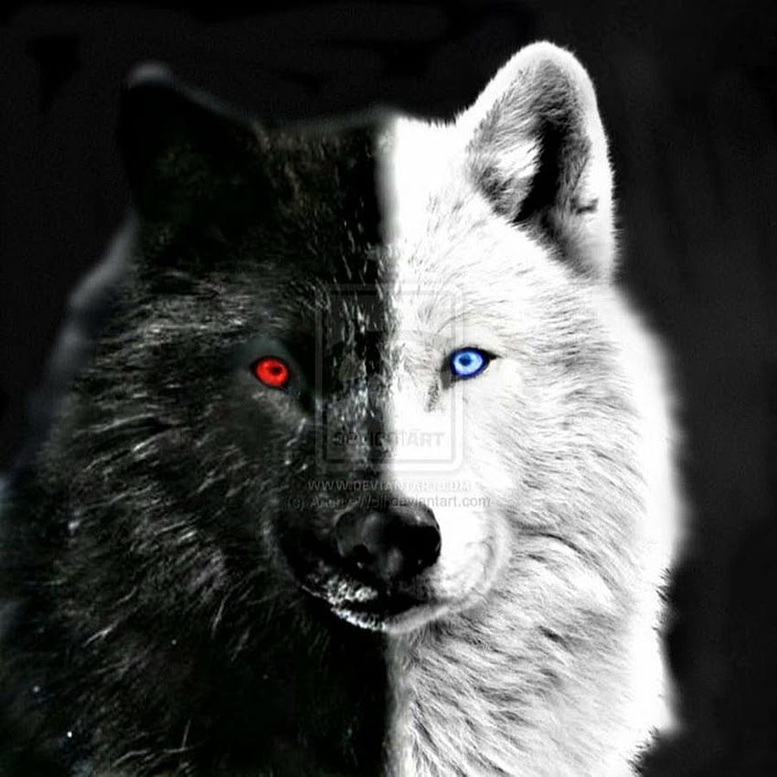 Black Wolf With Red Eyes HD phone wallpaper | Pxfuel
