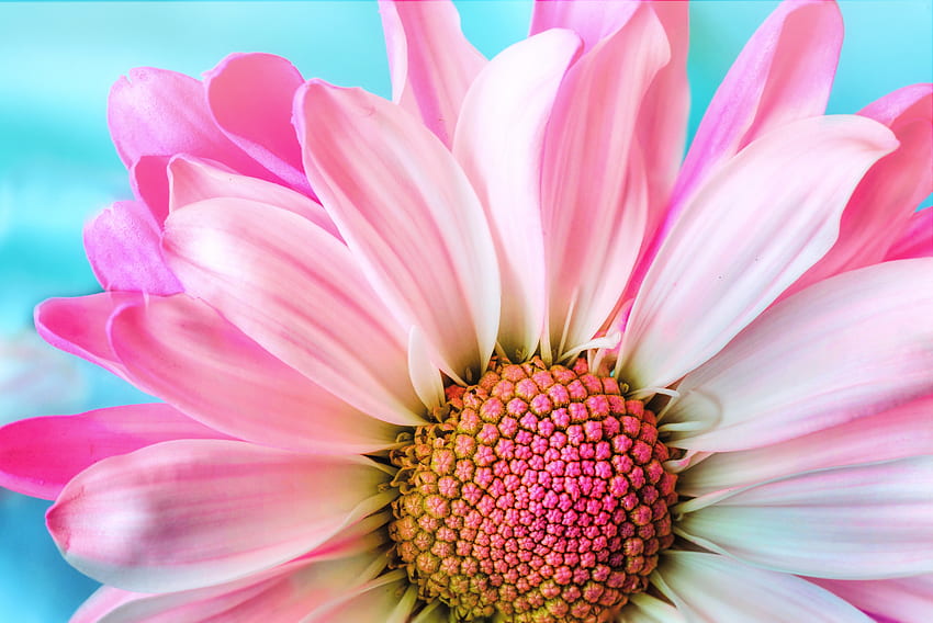 Zbliżenie, różowa stokrotka, kwiat Tapeta HD