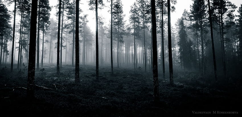 Hutan berhantu di Kempele Finlandia ini [2048997] [OC] Wallpaper HD