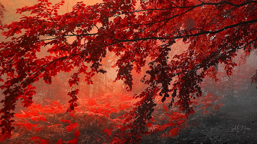 Hojas brillantes, maderas, otoño, tema de Firefox Persona, amanecer, hojas, arce, brillante, árboles, otoño, bosque, arboleda, puesta de sol fondo de pantalla