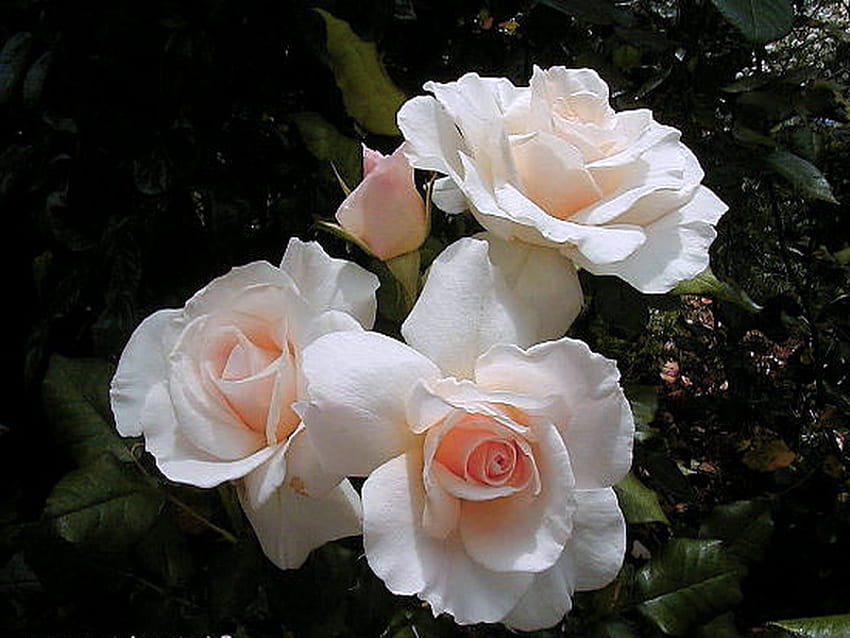 Happy Birtay Alexandra, rose, blanc, bourgeons, roses, fond noir, birtay, fleurs Fond d'écran HD