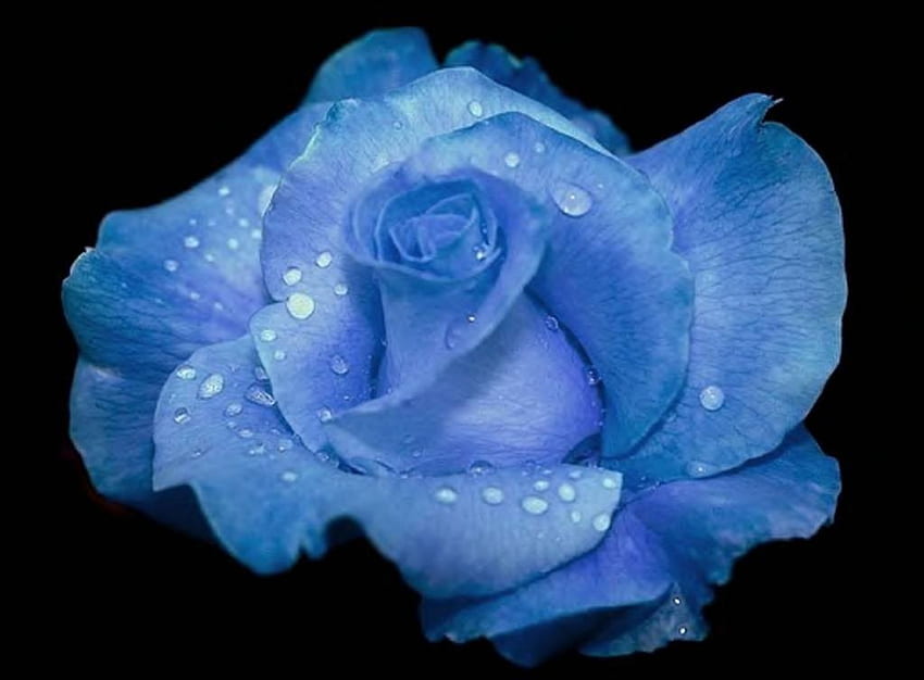 Missing You, nature, graphy, blue rose, flower HD wallpaper