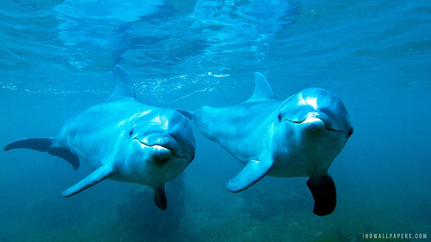 delfines bajo el agua, delfines bajo el agua fondo de pantalla