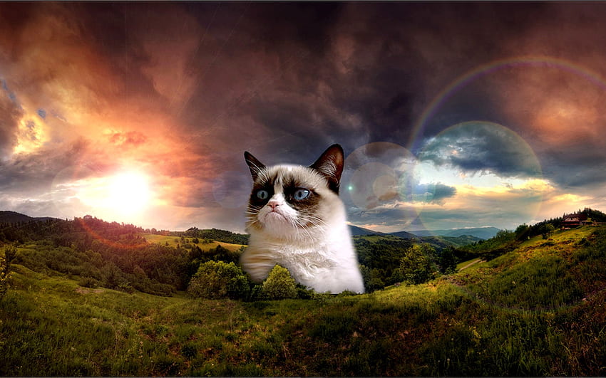 Grumpy Cat. Grumpy Cat No HD wallpaper