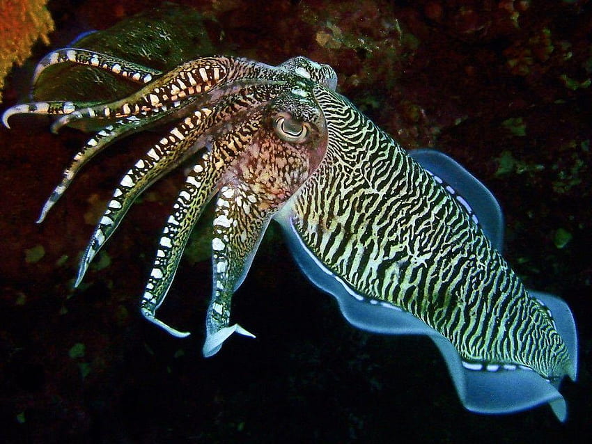 Cuttlefish Pictures | Download Free Images on Unsplash
