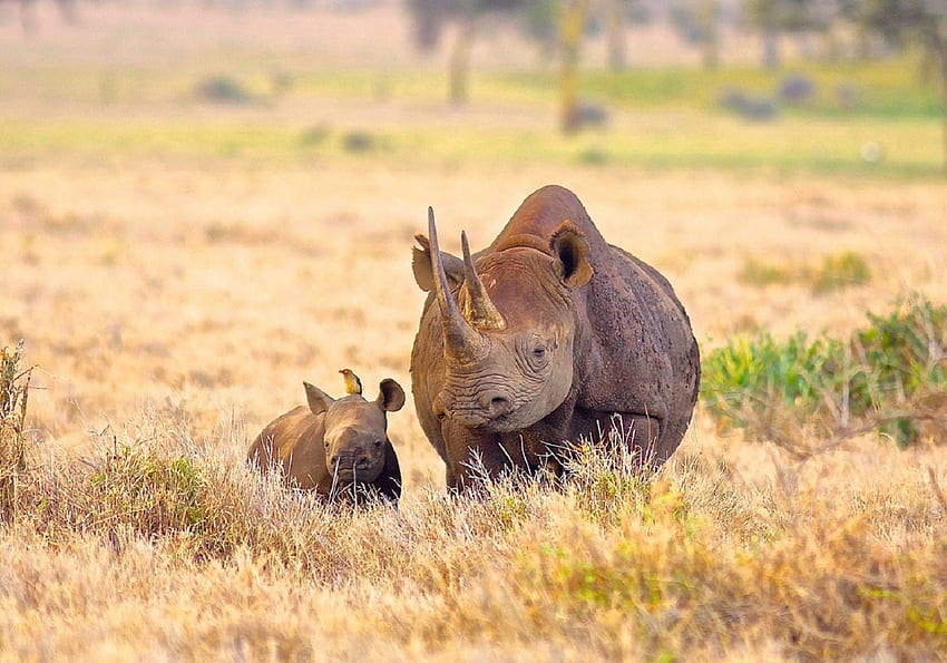 Raro Rinoceronte Branco, mãe e filhote, pele cinza, rinoceronte, filhote de rinoceronte, grama morta papel de parede HD