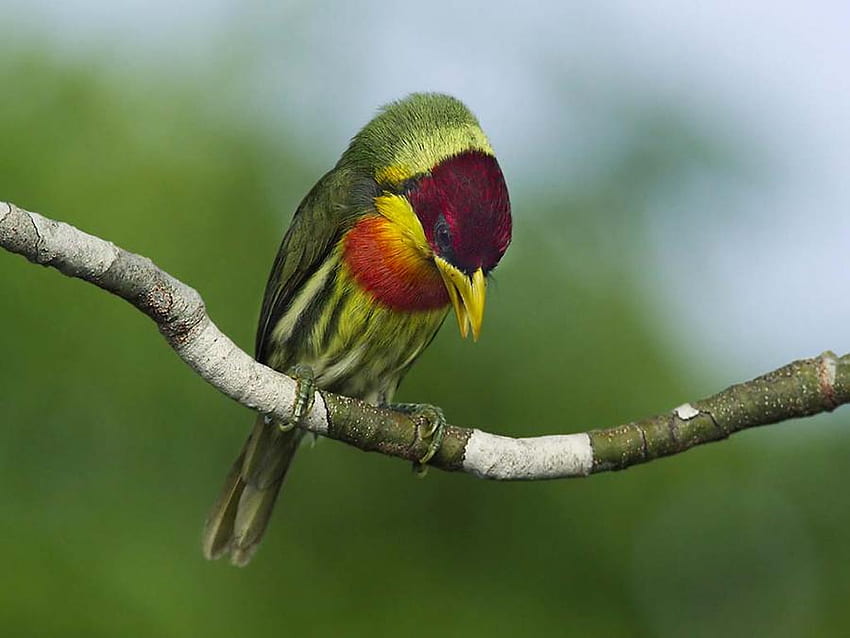 LEMON-THROATED BARBET BIRD, colorful, feathers, bird, flight, small HD wallpaper