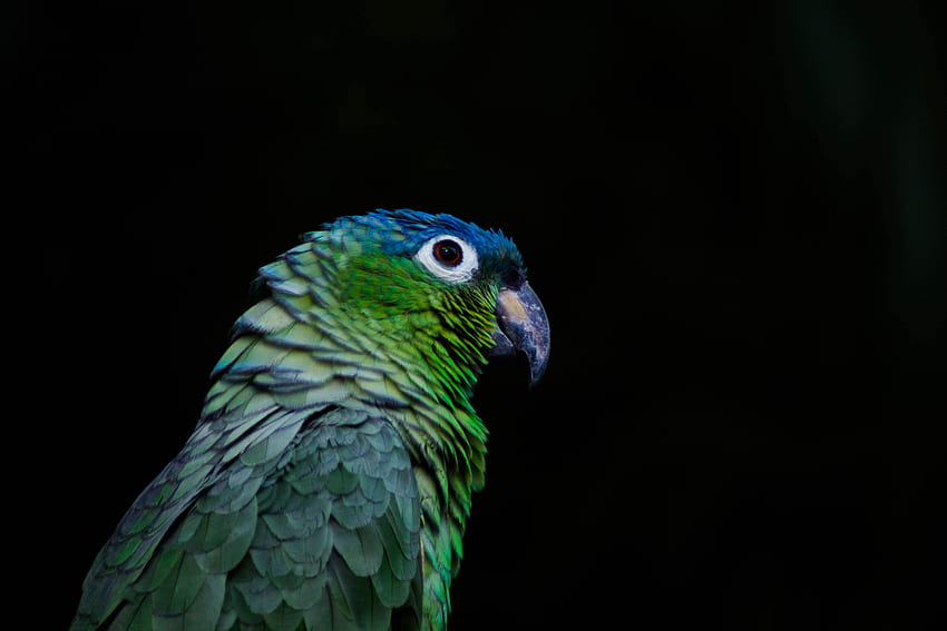 zwierzęta, papugi, ptak, dziób, kolor, czarne tło Tapeta HD
