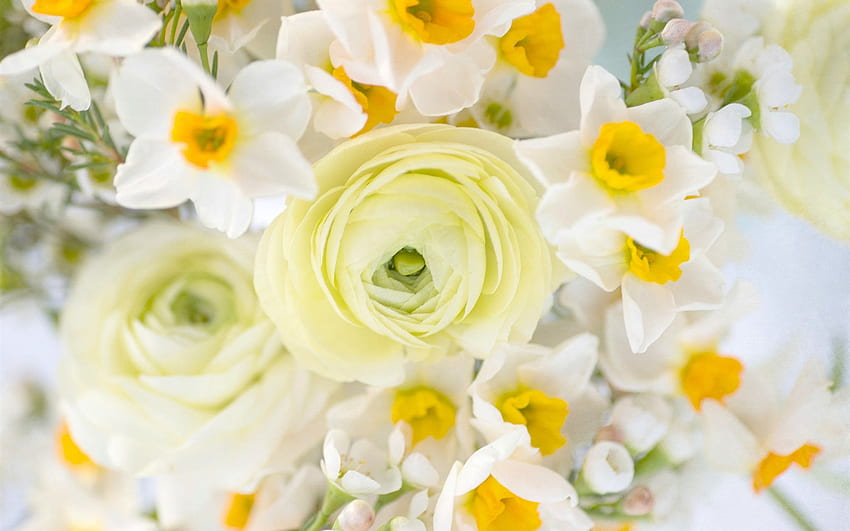 Bouquet, daffodils and ranunculus flowers HD wallpaper