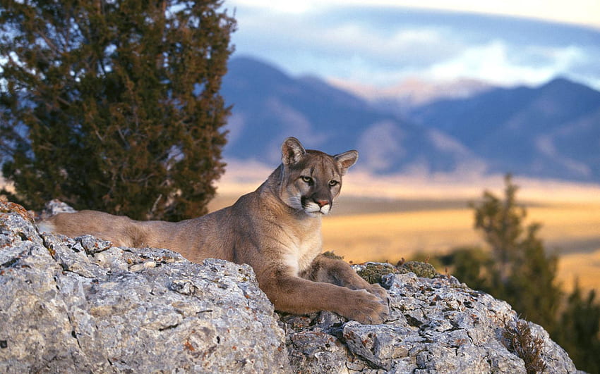 สัตว์หิน Puma Predator แมวใหญ่ วอลล์เปเปอร์ HD