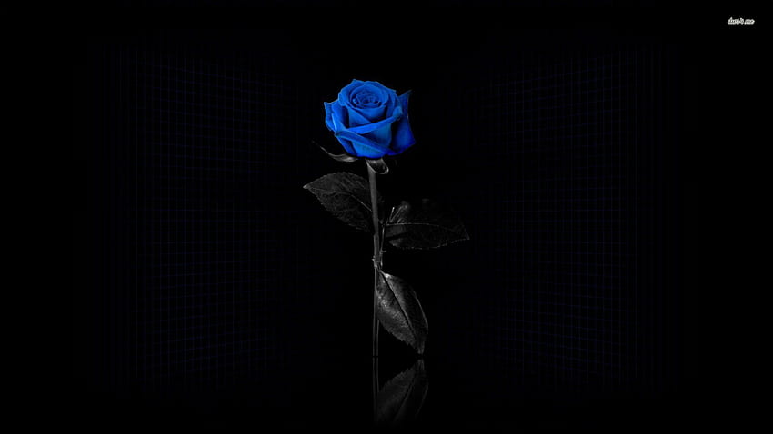 Top 35+ imagen blue rose with black background - thpthoangvanthu.edu.vn
