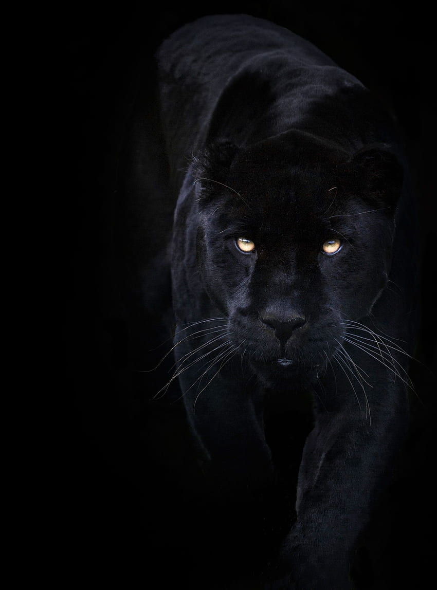 HD wallpaper: adult black panther, panthers, animals, photography, Jaguar,  cat | Wallpaper Flare