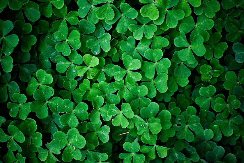 Clover and Background, Four Leaf Clover HD wallpaper | Pxfuel
