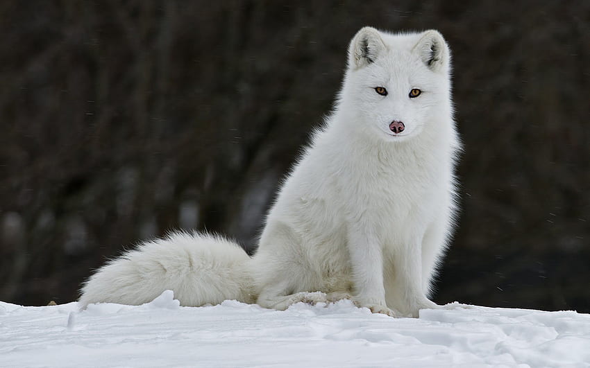 White Fox, Baby Arctic Fox HD wallpaper