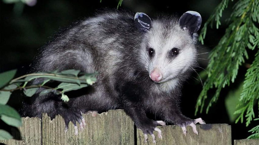 Opossum breaks into Florida liquor store and gets drunk as a skunk, Possums HD wallpaper