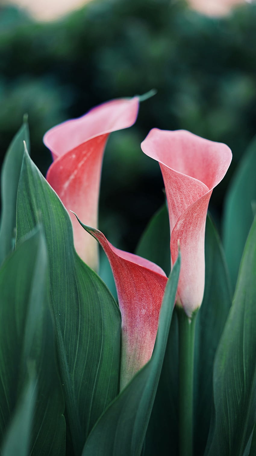 calla lilies, flowers, pink, close up, Calla Lily HD phone wallpaper