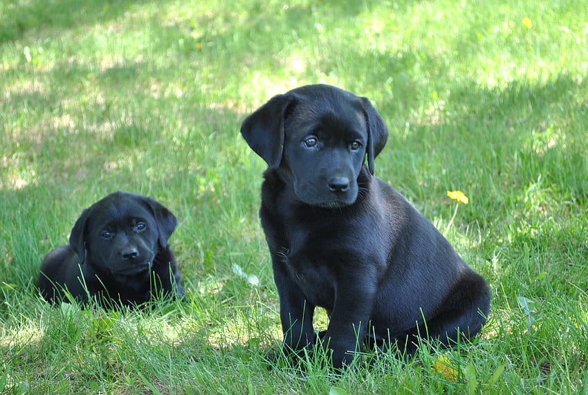 Black Lab Puppy Black Lab Puppy [] for your , Mobile & Tablet. Explore Black Lab Puppy . Black Lab Puppy, Black Lab Puppies HD wallpaper