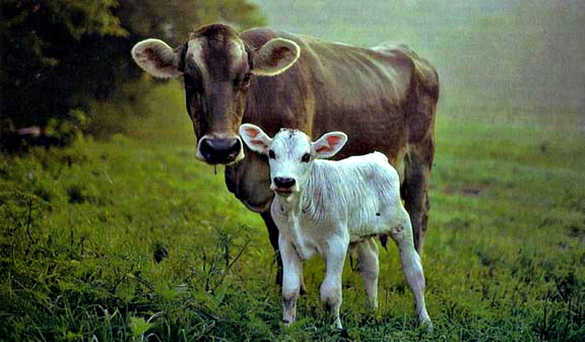 Calf . Calf , Calf, Cow HD wallpaper