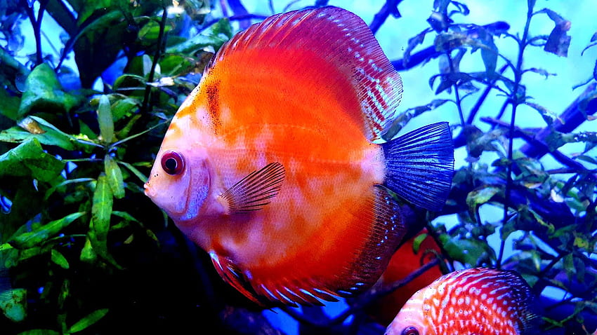 Discus Fish, Freshwater Fish HD wallpaper