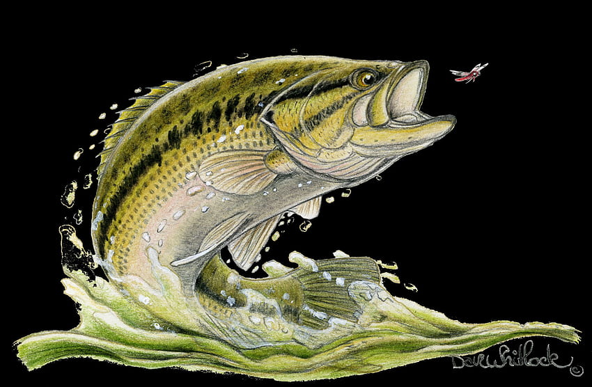 Smallmouth Bass Smallmouth Bas Src Largemouth - Bass Fish - - HD тапет