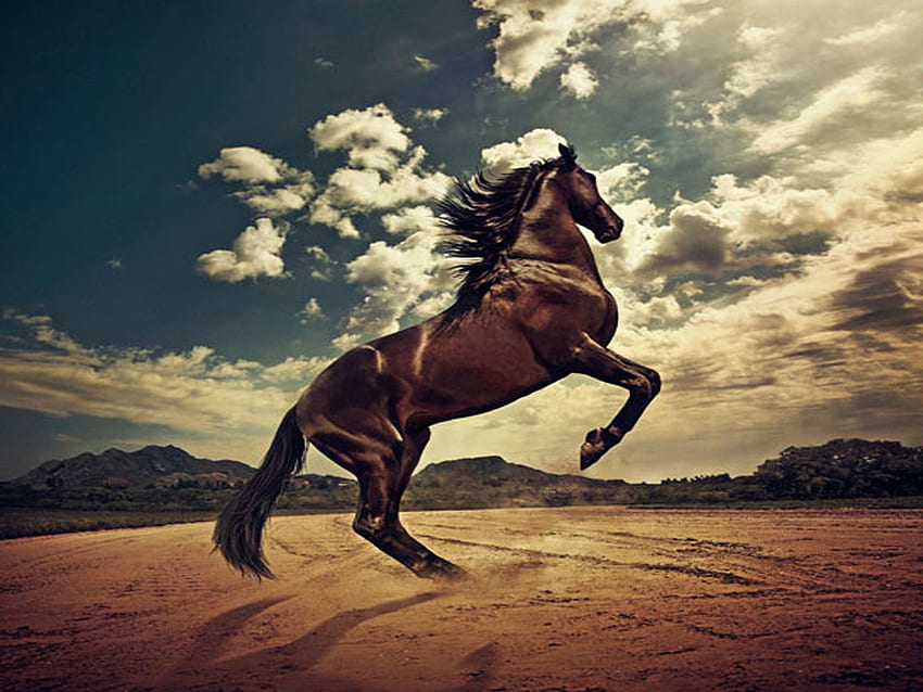 Horse backgrounds for computers HD wallpapers | Pxfuel