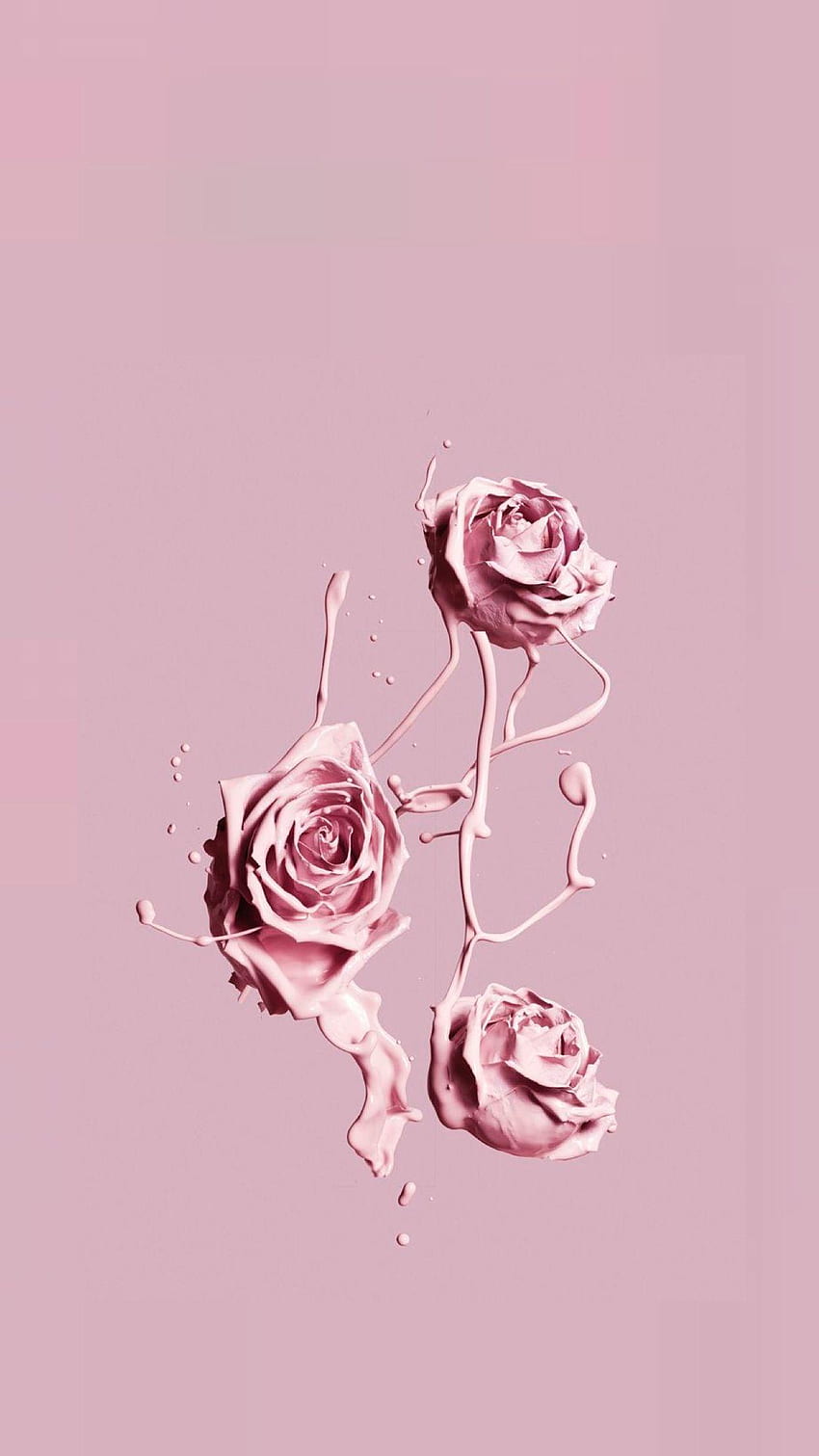 핑크 장미 미학, 파스텔 장미 꽃 HD 전화 배경 화면