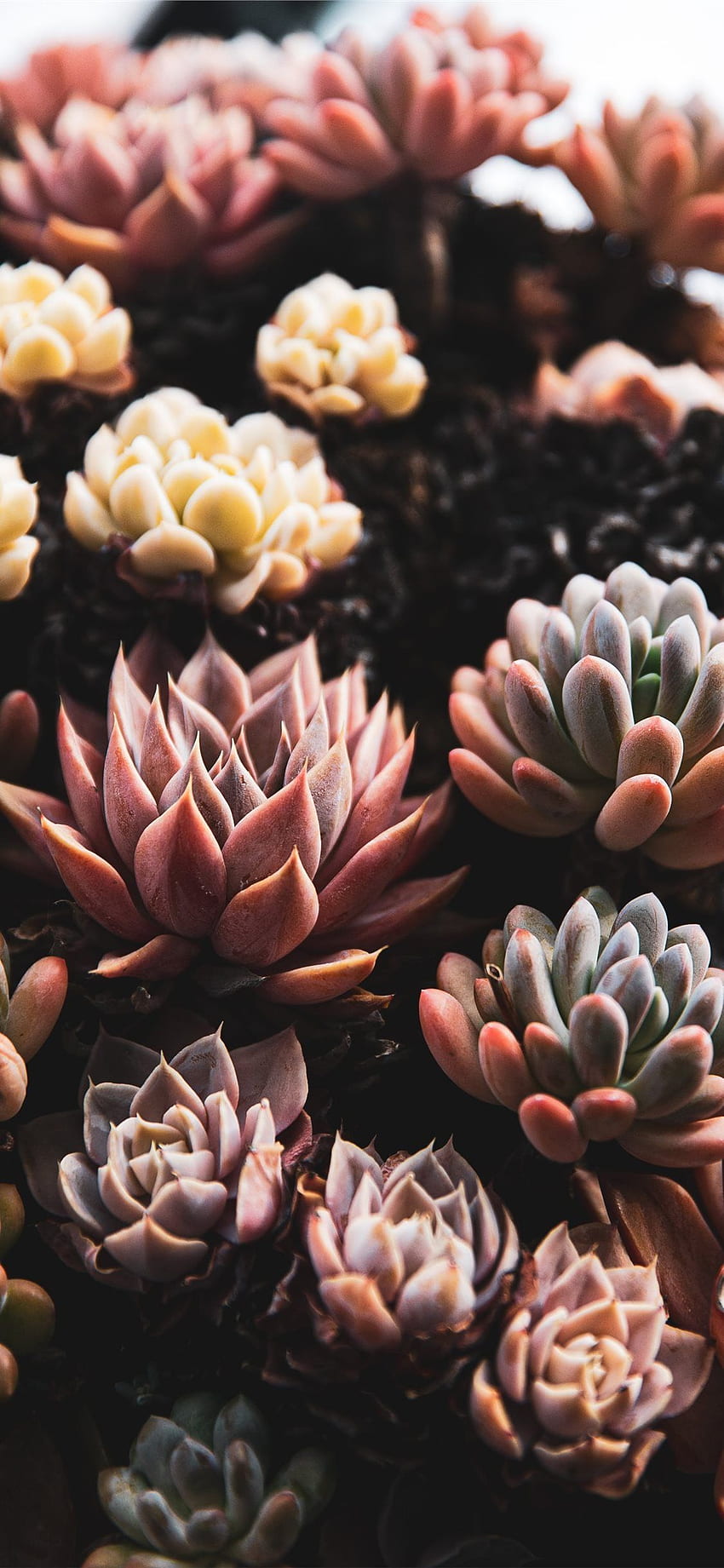 Succulents Photos Download The BEST Free Succulents Stock Photos  HD  Images