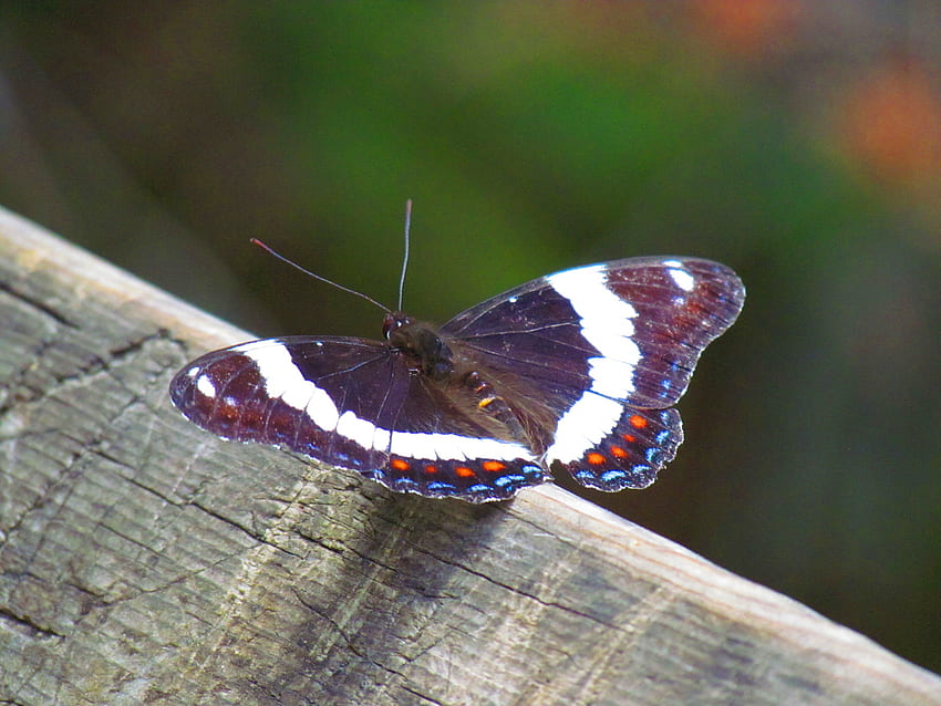 Motyl, skrzydła, natura, latanie, owad Tapeta HD