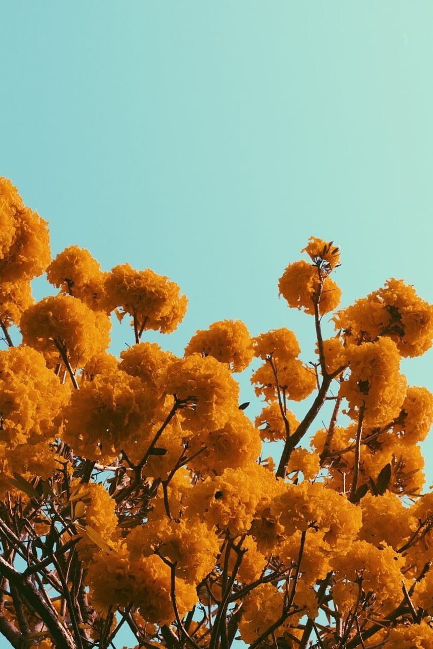Orange flowers and the sky on a sunny day. I use VSCO filter HD phone wallpaper