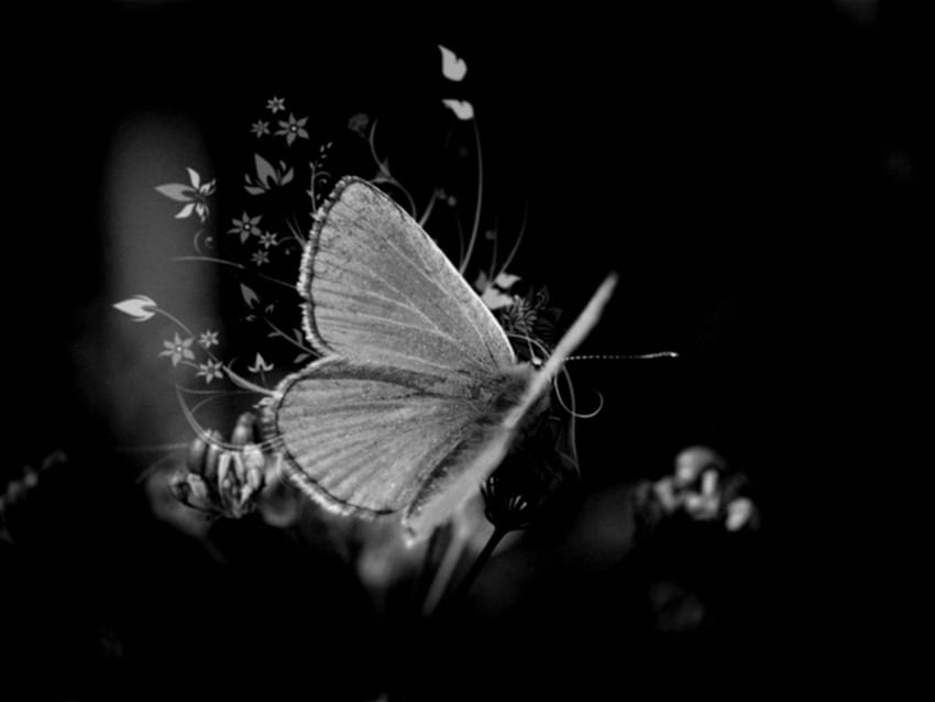 Black and white butterfly background cfxq HD wallpaper | Pxfuel