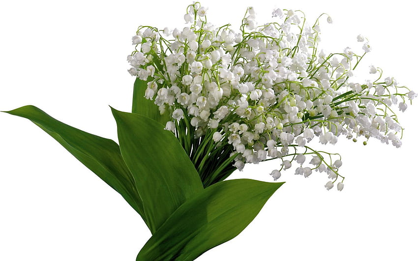 muguet, fleurs, cloches, bouquet de printemps Fond d'écran HD