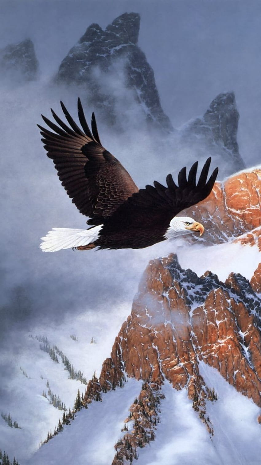 Weißkopfseeadler, Adlervogel HD-Handy-Hintergrundbild