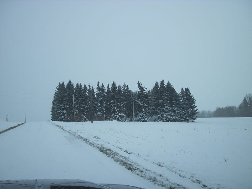 Winter wonderland in Alberta 09, winter, white, graphy, snow, green, spruce, trees, fields HD wallpaper