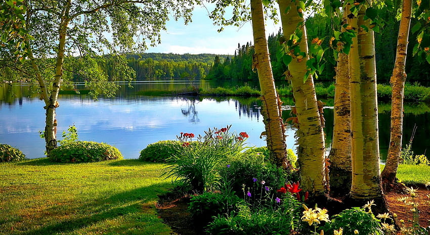 Betulle in riva al lago, fiori di campo, estate, alberi, erba, lago, tranquillità, serenità Sfondo HD