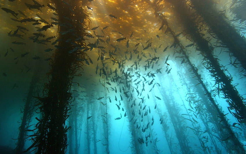 Under water, under, fish, water, ocean HD wallpaper