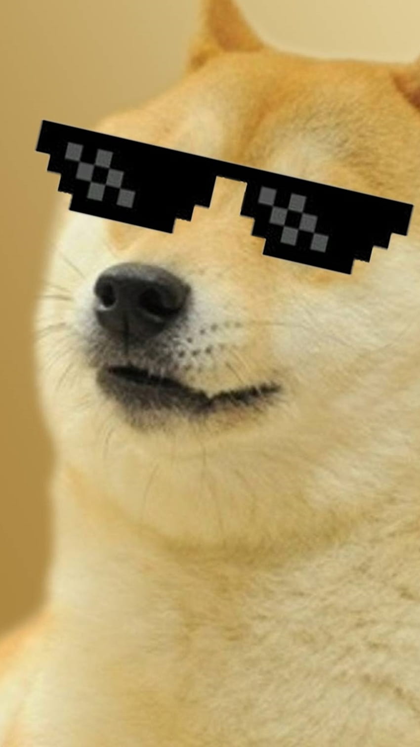 Lustige Meme, cooler Hund, Hundemem HD-Handy-Hintergrundbild