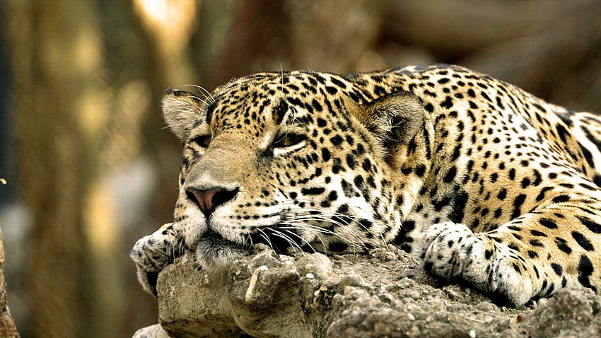 Sleeping leopard Windows 10 - Animals HD wallpaper | Pxfuel