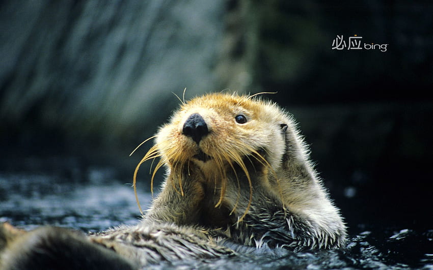 Bing As Background. Bing Hi Res Background HQ . Otters, Sea Otter ...