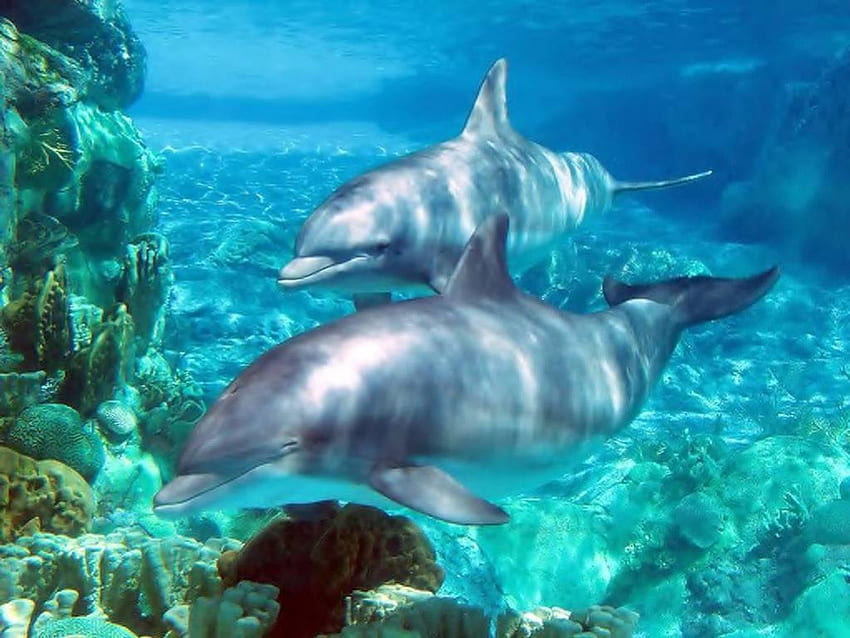 Dolphins, plants, ocean, animals HD wallpaper
