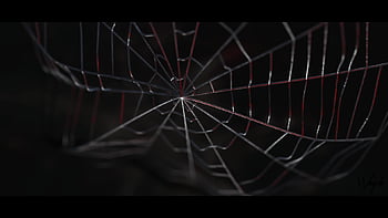 Spiderman spider web HD wallpapers | Pxfuel