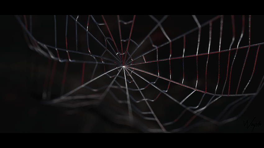 toile d'araignée, toile d'araignée Fond d'écran HD