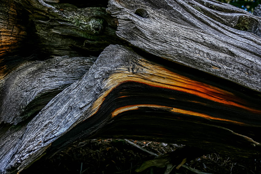 Wood, Wooden, Tree, Texture, Textures, Bark HD wallpaper
