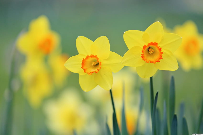 Daffodil Flower, Daffodils HD wallpaper | Pxfuel