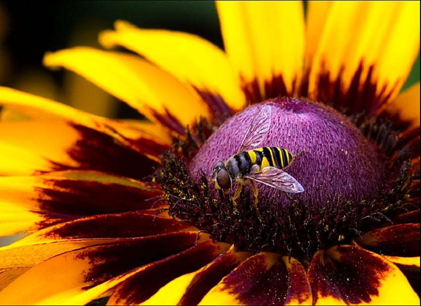 Vibrant, nectar, wasp, beautiful, spring, close up, petal, sunflower, bumble bee, purple, bee, flower, nature HD wallpaper