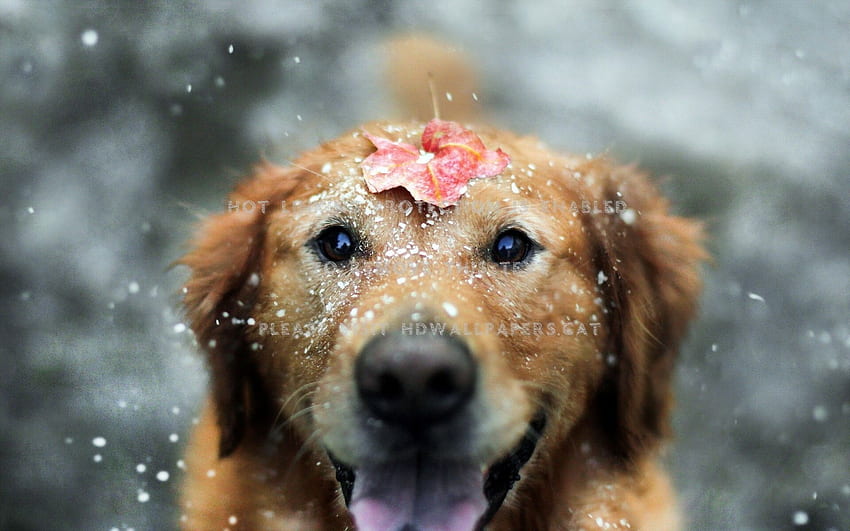 Happy Animals in Snow . Animals , Funny Animals and Spring Animals, Happy  Birtay Dog HD wallpaper | Pxfuel