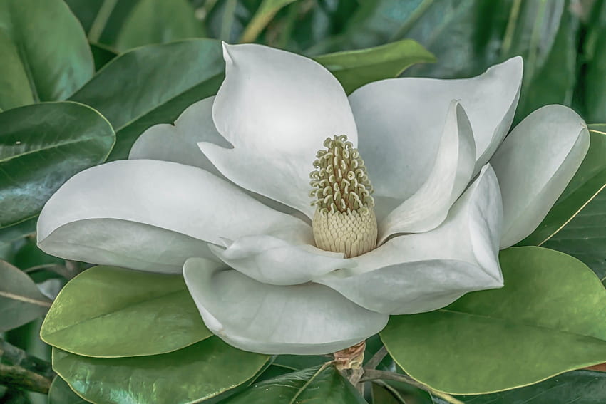 Flower, White, Nature, Macro, Magnolia HD wallpaper