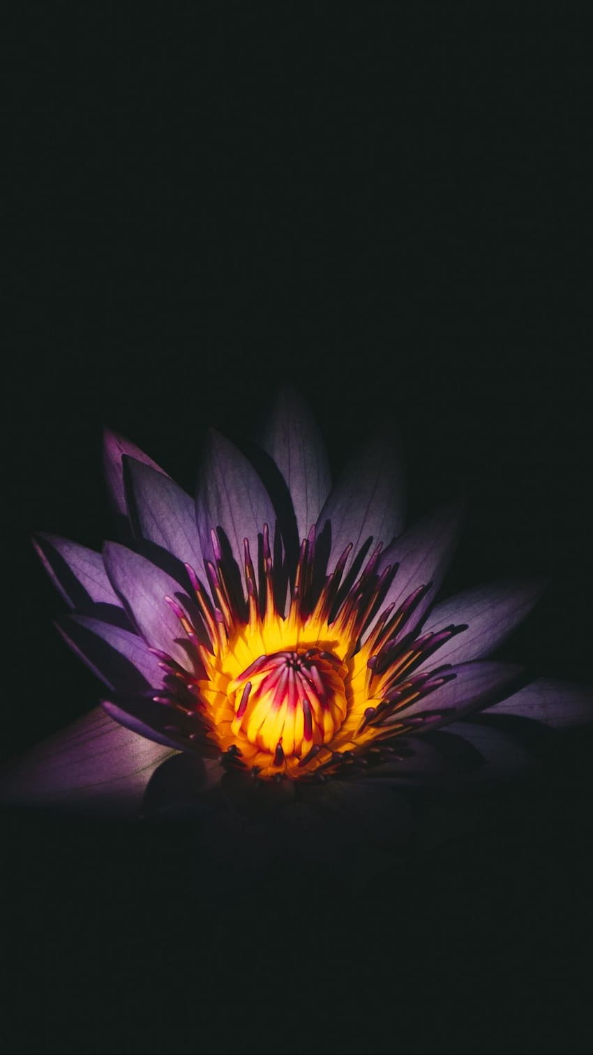 lotus, blume, knospe, lila HD-Handy-Hintergrundbild